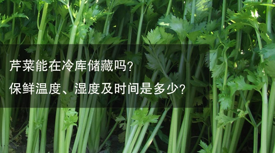 芹菜能在冷庫儲藏嗎？ 保鮮溫度、濕度及時間是多少？