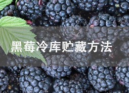 黑莓冷庫貯藏方法介紹！這樣做能保鮮45天不壞！